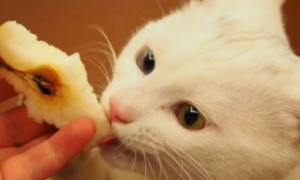 为什么猫咪不能吃梨呢