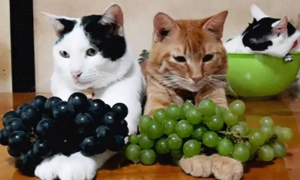 猫咪如果葡萄过敏能吃葡萄吗