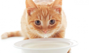 猫咪为什么喝奶粉会吐