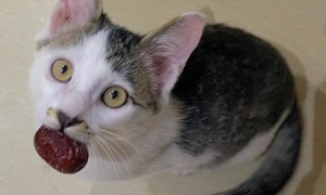 猫咪喜欢吃红枣吗