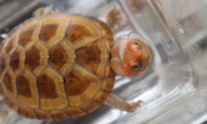 红面蛋龟小种大种区分