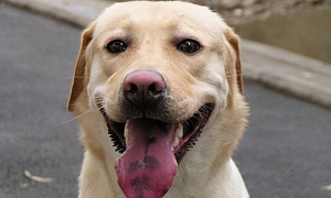 为什么狗狗总是弄舌头呢怎么回事