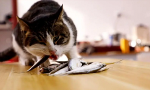 猫咪为什么不能捕食鱼呢
