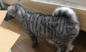 猫咪的尾巴为什么会翘起来