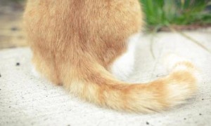 猫咪尾巴为什么是半截的