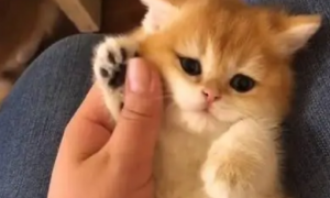 猫咪用手拍人是为什么
