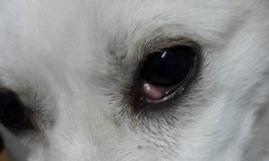 狗狗眼睛很白怎么回事