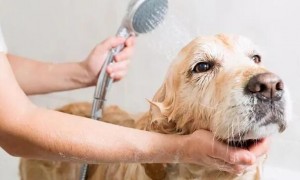 宠物洗澡的地方可以买狗吗