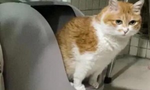 猫咪为什么需要上厕所