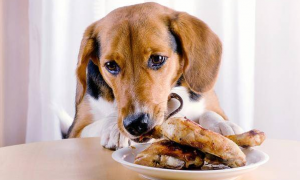 狗狗为什么要喂吃东西
