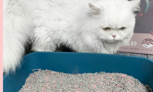 猫咪上完猫砂爬床不脏吗