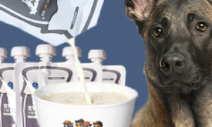 马犬可以喝纯牛奶吗