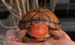 红面蛋龟多少钱一只
