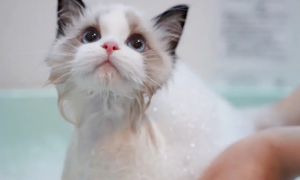 宠物猫咪需要洗澡吗