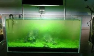 夏天鱼缸水变绿怎么办