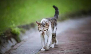 猫咪为什么会跟着自己回家