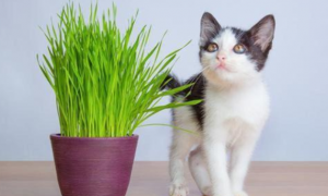 猫咪为什么老爱抓植物呢