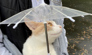 猫咪为什么要带伞呢