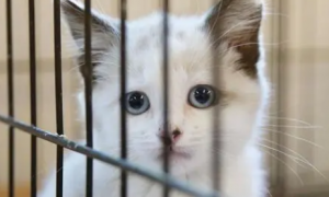 把猫关在笼子会恨你吗