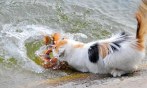猫为什么喜欢趴水池里