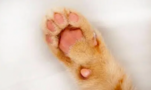 为什么猫咪脚不能磨