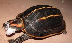 三龙骨龟是几级保护动物