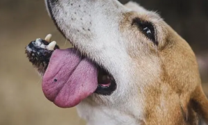 狗狗的舌头为什么很紫呢
