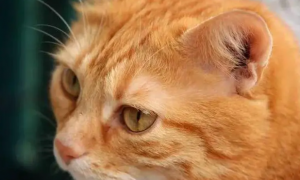 猫咪的耳朵为什么是双层的