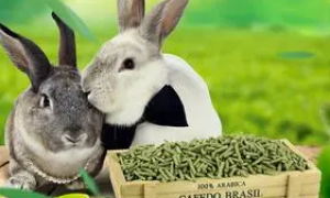 哪里可以买兔粮