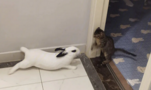 猫咪为什么攻击兔子的头部呢