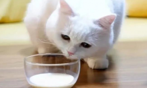 猫咪为什么吃牛奶会拉稀