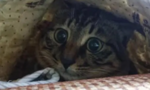 猫咪为什么爱钻垫子里