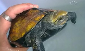 日本石龟图片视频