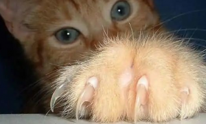 猫为什么有锋利的爪子