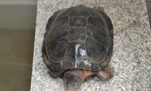 黑颈乌龟是国家几级保护动物