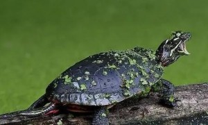 乌龟粪便绿色絮状图片