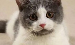 猫眨眼睛为什么代表爱你