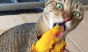 猫咪为什么会爱吃红薯皮呢