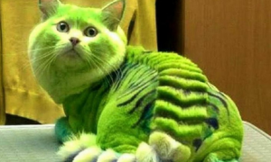 绿色的猫吗