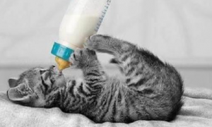 小猫没吃到奶的反应
