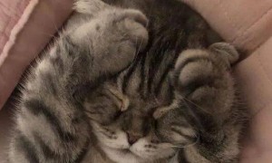 猫咪为什么睡觉捂着耳朵呢