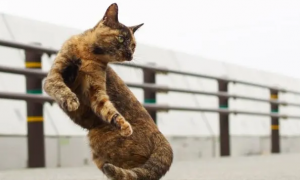 猫咪为什么侧着身子跳跃呢