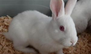 新西兰白兔是宠物兔吗