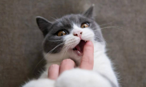 小猫为什么咬猫咪呢
