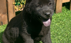 五黑犬的舌头多久会全黑