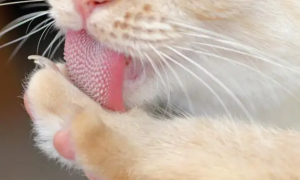 猫咪舌头为什么不向下垂