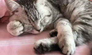 猫咪为什么趴着会有爪子的感觉