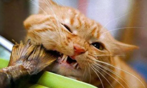 为什么猫咪吃鱼不吐刺呢