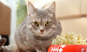 猫咪要吃爆米花是怎么回事