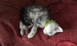 猫咪为什么爱睡在沙发缝里面
